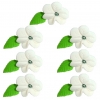 Irys zestaw(biały) Średnica kwiatu:4cm